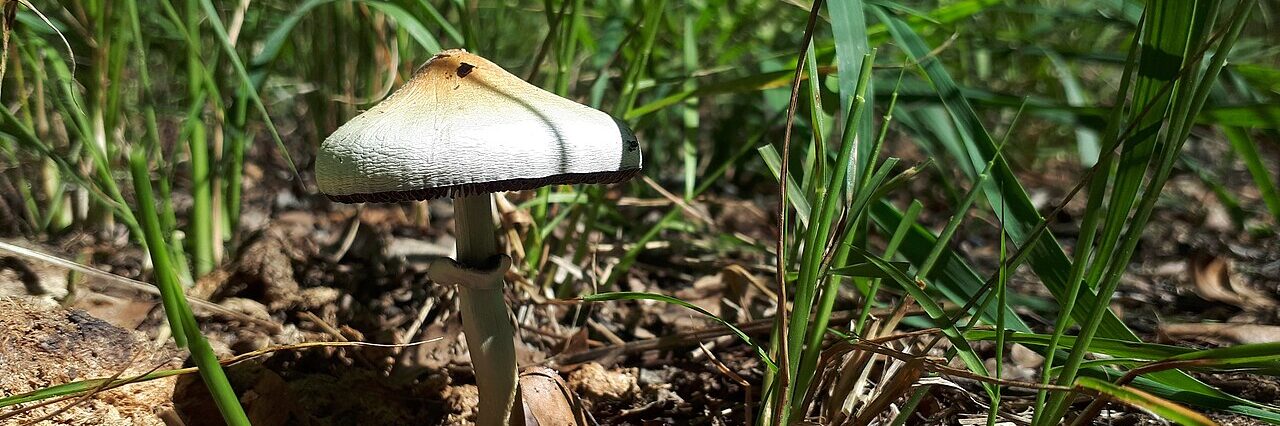 قارچ سیلوسایب و پژوهش ریزدوزینگ یک قارچ Psilocybe cubensis در محیط طبیعی
