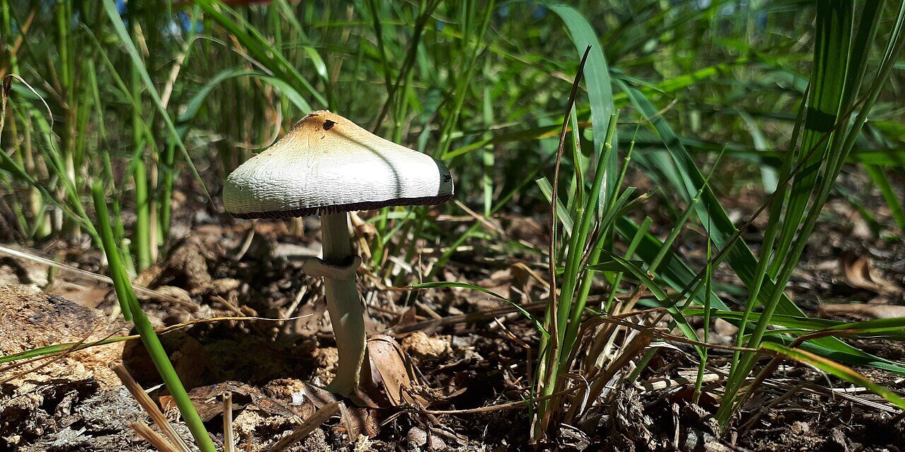 یک قارچ Psilocybe cubensis در محیط طبیعی