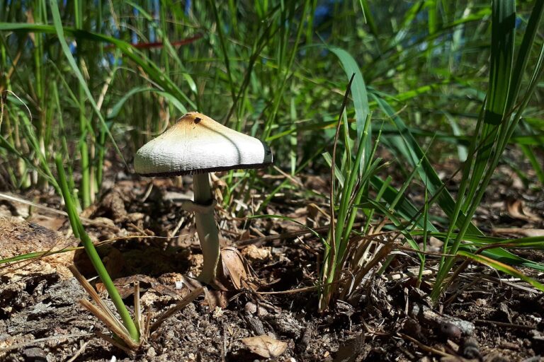 یک قارچ Psilocybe cubensis در محیط طبیعی